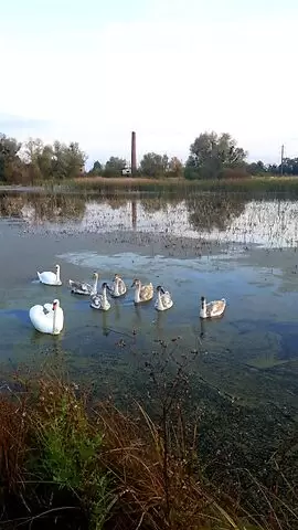 Продаж земля під житлову забудову  Кам'янка-Бузька, Кам'янка-Бузька 